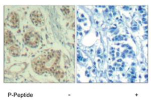 Anti-MDM2 Rabbit Polyclonal Antibody