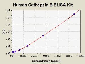 Human cathepsin B ELISA kit