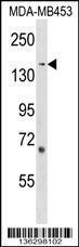 Anti-ARHGEF11 Rabbit Polyclonal Antibody (APC (Allophycocyanin))