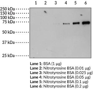 Nitrotyrosine BSA for immunoblotting experiments