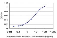 Anti-POLR3K Mouse Monoclonal Antibody [clone: 3F5]