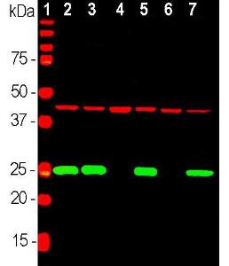 Western blot analysis of equal amounts of different tissue and cel