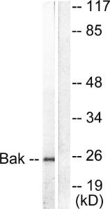 Anti-Bak Rabbit Polyclonal Antibody