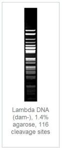 FERMER0811 - ENZYME MBOI 300 UNITS