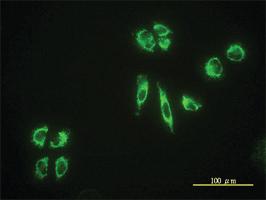 Anti-EHD4 Mouse Monoclonal Antibody [clone: 1B8]