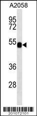 Anti-FUCA2 Mouse Monoclonal Antibody [clone: 234CT20.2.1]