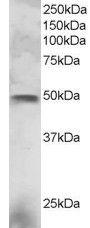 Anti-ELF3 Antibody (A83854) staining (3 µg/ml) of NCI-H460 lysate (RIPA buffer, 30 µg total protein per lane) Primary incubated for 1 hour Detected by western blot using chemiluminescence