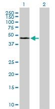 Anti-APOH Mouse Polyclonal Antibody