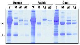 Affinity purification kits, Melon™ Gel spin plate kit for IgG screening