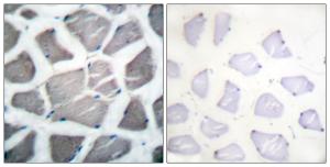 Anti-Bak Rabbit Polyclonal Antibody