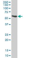 Anti-APOH Mouse Polyclonal Antibody