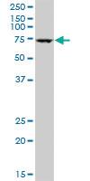 Anti-ICK Mouse Polyclonal Antibody