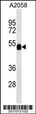 Anti-FUCA2 Mouse Monoclonal Antibody (AP (Alkaline Phosphatase)) [clone: 234CT20.2.1]