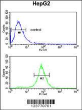 Anti-ELOVL2 Rabbit Polyclonal Antibody (AP (Alkaline Phosphatase))