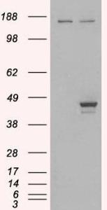 HEK293 overexpressing ELF3 (RC200631) and probed with Anti-ELF3 Antibody (A83854) (mock transfection in first lane), tested by Origene