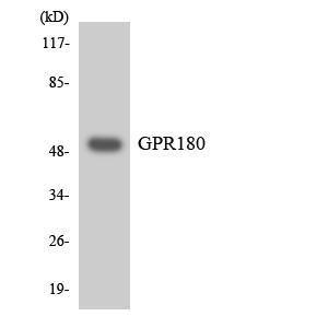 Western blot analysis of the lysates from Jurkat cells using Anti-GPR180 Antibody