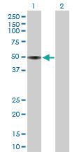 Anti-APOH Mouse Polyclonal Antibody