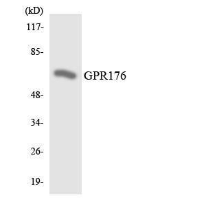 Anti-GPR176 Rabbit Polyclonal Antibody