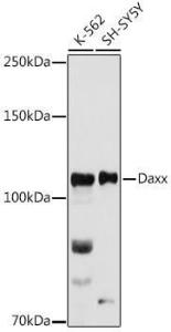 Anti-Daxx Rabbit Polyclonal Antibody