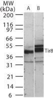 Anti-SIGIRR Rabbit Polyclonal Antibody