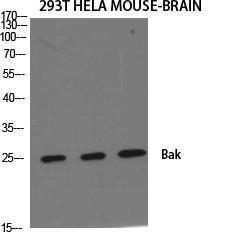 Anti-Bak Rabbit Polyclonal Antibody