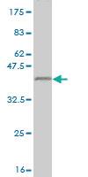 Anti-GGA1 Mouse Monoclonal Antibody [clone: 1G8]