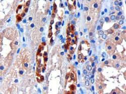 Anti-CBR1 Goat Polyclonal Antibody