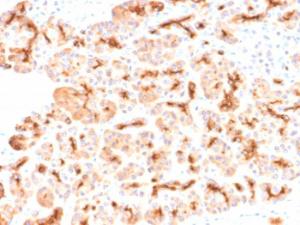 Immunohistochemical analysis of formalin-fixed, paraffin-embedded human pancreas using Anti-CFTR Antibody [CFTR/2290R]