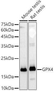 Anti-Glutathione Peroxidase 4 Rabbit Polyclonal Antibody