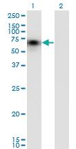 Anti-CD44 Mouse Monoclonal Antibody [clone: 1E1]