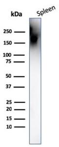 Western blot analysis of human spleen tissue lysate using Anti-CD45 Antibody [PTPRC/1666]