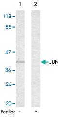 Anti-JUN Rabbit Polyclonal Antibody