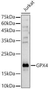 Anti-Glutathione Peroxidase 4 Rabbit Polyclonal Antibody