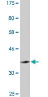 Anti-PER3 Mouse Monoclonal Antibody [clone: 3A7]