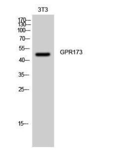 Western blot analysis of 3T3 cells using Anti-GPR173 Antibody