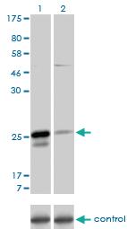 Anti-MS4A7 Mouse Monoclonal Antibody [clone: 2D3]