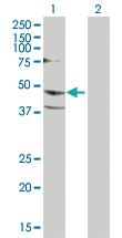 Anti-CYTH1 Rabbit Polyclonal Antibody