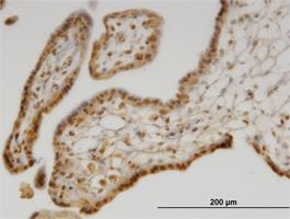 Anti-MSRB1 Mouse Monoclonal Antibody [clone: 8B2]