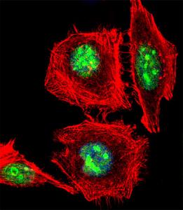 Anti-EMX1 Rabbit Polyclonal Antibody (AP (Alkaline Phosphatase))