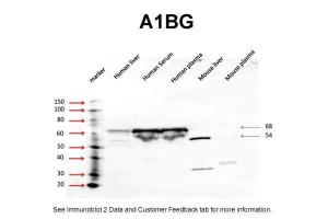 Anti-A1BG Rabbit Polyclonal Antibody