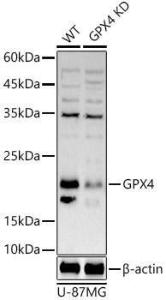 Anti-Glutathione Peroxidase 4 Rabbit Polyclonal Antibody