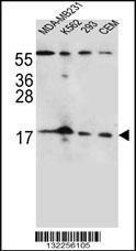 Anti-FGF22 Rabbit Polyclonal Antibody (APC (Allophycocyanin))