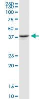 Anti-OXA1L Rabbit Polyclonal Antibody