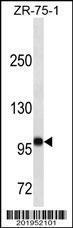 Anti-FUT4 Mouse Monoclonal Antibody [clone: 476CT26.8.4]