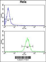 Anti-CCDC180 Rabbit Polyclonal Antibody (FITC (Fluorescein Isothiocyanate))