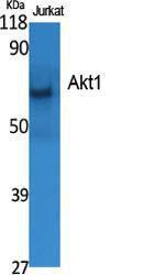 Western blot analysis of various cells using Anti-Akt Antibody