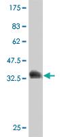 Anti-REV1 Mouse Polyclonal Antibody