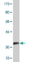 Anti-EFHD1 Mouse Monoclonal Antibody [clone: 1F5]