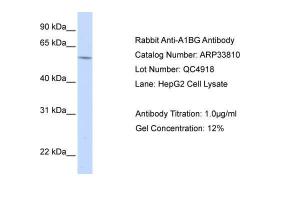 Anti-A1BG Rabbit Polyclonal Antibody