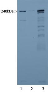 Western blots of mouse sciatic nerve extract (Lanes 1 and 2) and brain homogenate (Lane 3). A prominent band running at 240kDa respresents the intact alpha-II spectrin heavy chain. More minor bands below this likely represent in vivo proteolytic fragments of alpha-II spectrin.